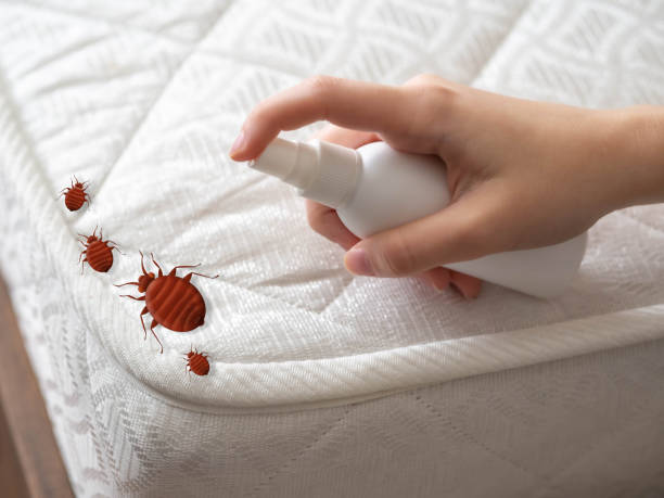 Best Bed Bug Extermination  in Andrews, SC